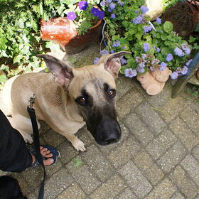 Hondenfoto van Linda