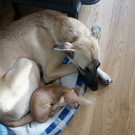 Hugo en Beau in de mand van de Jack Russel van mijn ouders.. :p