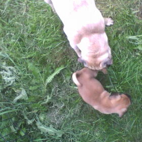 Hondenfoto van Nori met Chewy, Ayla, Leiah & Mace