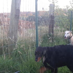 Hondenfoto van Ina, Misty en Aysa