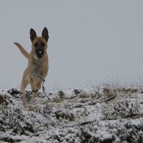 Hondenfoto van Linda