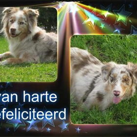 Hondenfoto van Danielle, Kyra*Kaylin*, Djaira en Djaidey
