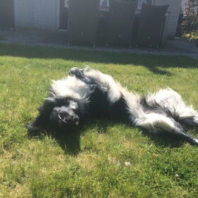 Hondenfoto van Doortje & Tibbe