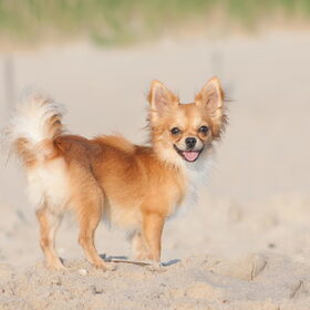 Hondenfoto van Angelique; Bruno, Charlie & Fenna  
