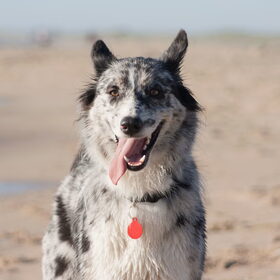 Hondenfoto van Angelique; Bruno, Charlie & Fenna  