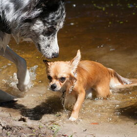Hondenfoto van Angelique; Bruno, Charlie & Fenna  