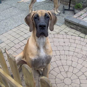 Kia, beste puppy mecc 2008 veel belovend