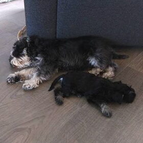 Hondenfoto van Silla en Bo & Yunah