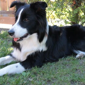 Knappe dame!