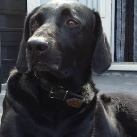 Hondenfoto van Corrie en Blacky