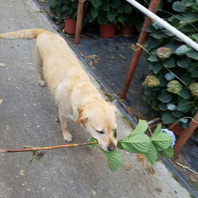 Hondenfoto van laura   Diva&Nova