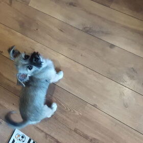 Hondenfoto van christel bumper en milo 