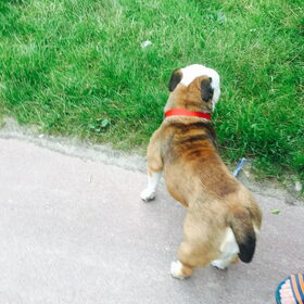 Lekker wandelen met ons prinsesje