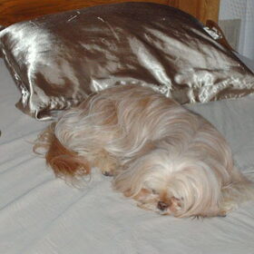 Hondenfoto van liesbeth,Turbo,Luna, Levi en Faith