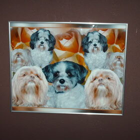 Hondenfoto van liesbeth,Turbo,Luna, Levi en Faith