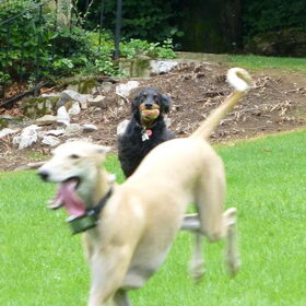 Hondenfoto van Ina, Misty en Aysa