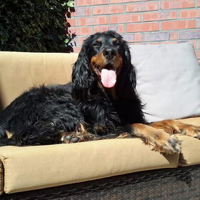 Hondenfoto van Ina, Misty en Aysa