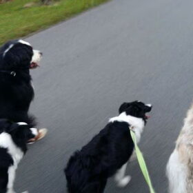 Hondenfoto van Lise met Ruby, Naïn & Qalvin