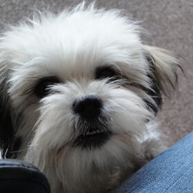 Eindelijk heb ik dan mijn Hondje. En het had niet beter bij mij…