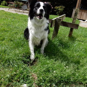 Hondenfoto van celeste & nugga