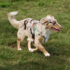 Hondenfoto van Danielle, Kyra*Kaylin*, Djaira en Djaidey