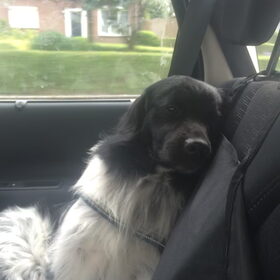 Hondenfoto van Doortje & Tibbe