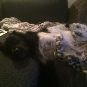 Hondenfoto van Doortje & Tibbe