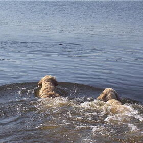 Zwemmen met moeders