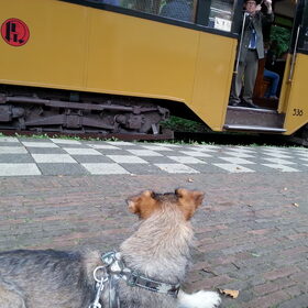 Hondenfoto van Joyce&Chica