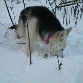 Yindi zakt in de sneeuw