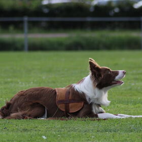 Hondenfoto van team border lolly