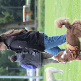 Hondenfoto van team border lolly