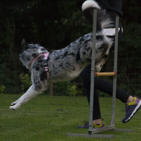Hondenfoto van Angelique; Bruno, Charlie & Fenna  