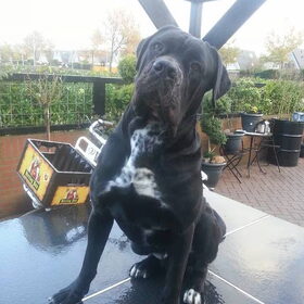 Hondenfoto van  Tosca en ik