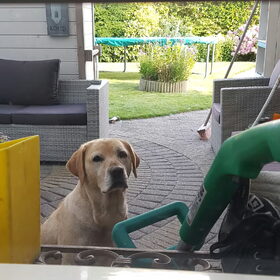 Hondenfoto van laura   Diva&Nova