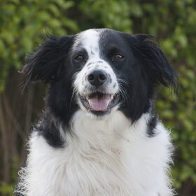 Hondenfoto van Angelique; Bruno, Charlie & Fenna  