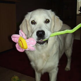 Modelletje hihi