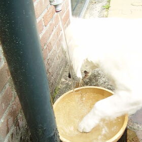 Waterpret zomer 09
