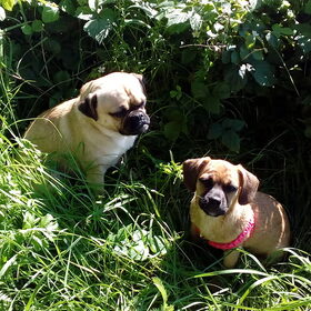 Hondenfoto van Nori met Chewy, Ayla, Leiah & Mace
