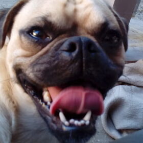 Hondenfoto van Nori met Chewy, Ayla, Leiah & Mace
