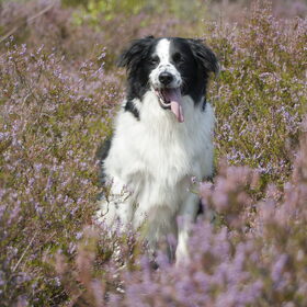 Hondenfoto van Angelique; Bruno, Charlie & Fenna  