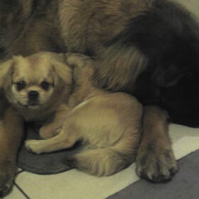 Coentje is het maatje van Dara, een leonberger. Zij kan heerlijk…
