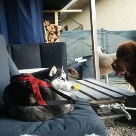 Hondenfoto van Jeanine :)