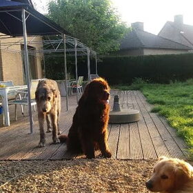 Hondenfoto van Jeanine :)