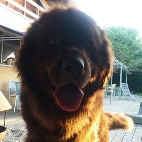 Hondenfoto van Jeanine :)