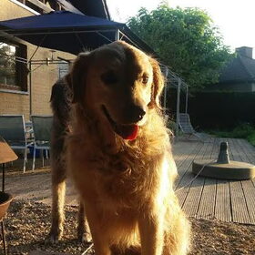 Hondenfoto van Jeanine :)