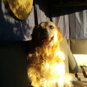 Hondenfoto van Jeanine :)