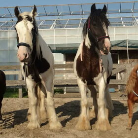 Hondenfoto van laura   Diva&Nova