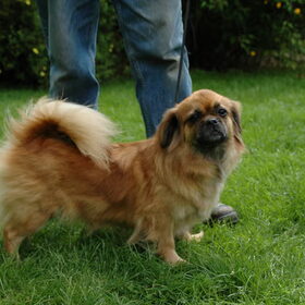 Cunwa is een mooie ronde tibetaanse spaniel. Deze kleur zie je…