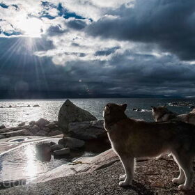 Hondenfoto van Alaska's Finest!